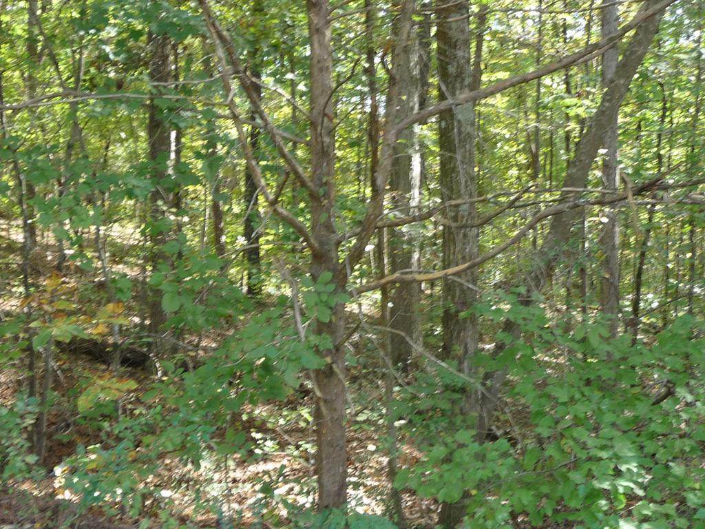 Lot 11 Ridge Point Drive - Photo 1