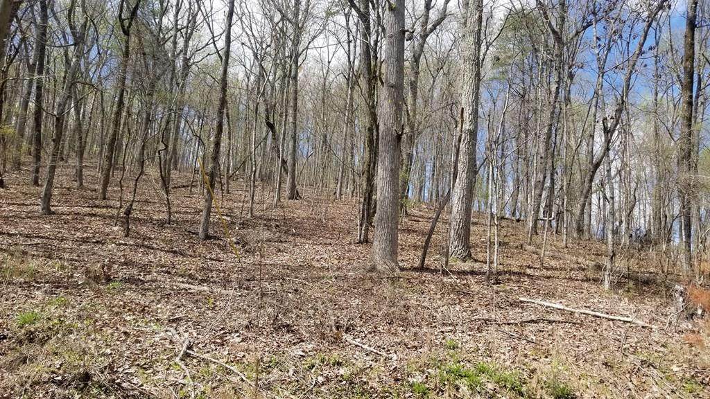 8.43 Acres Spruce, Willow & Maple - Photo 1