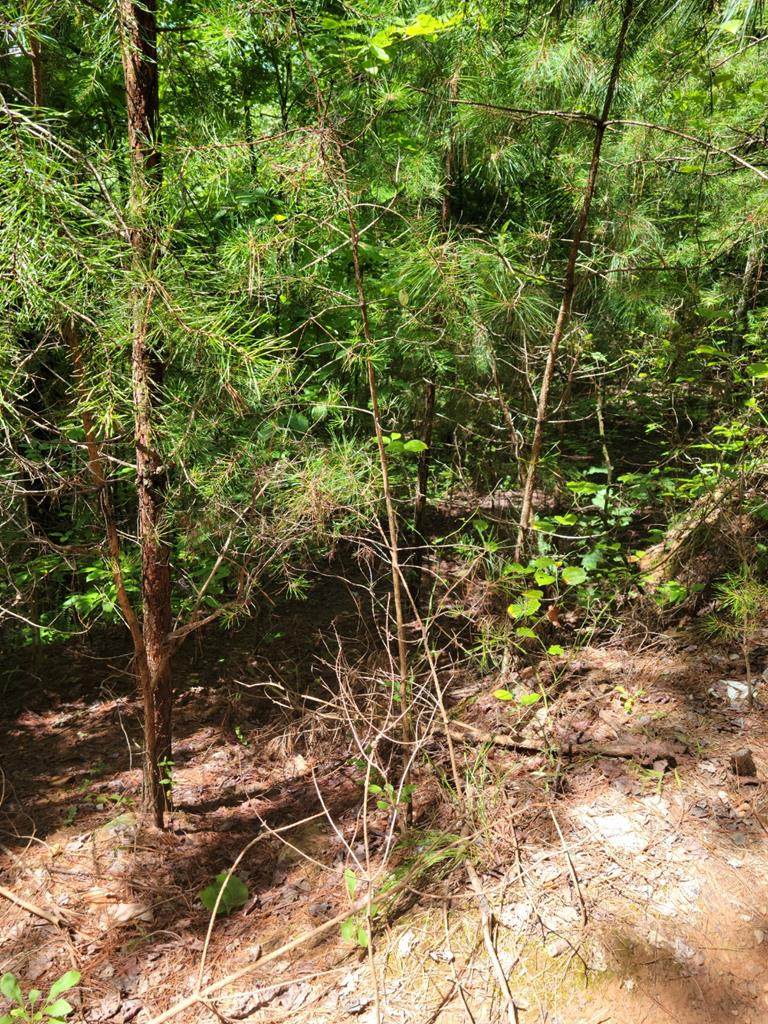 Lot 19 Belaire Drive - Photo 1