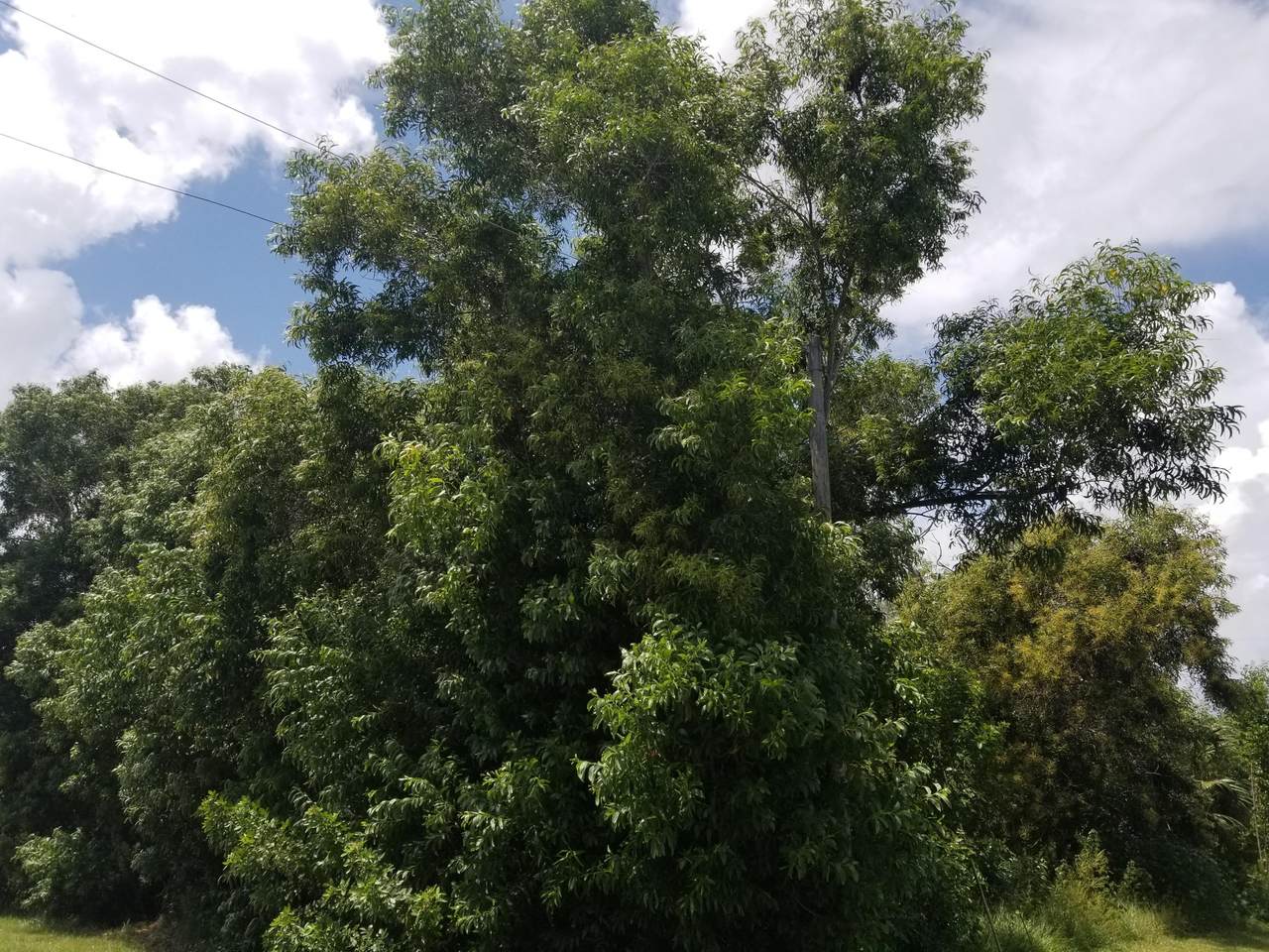 2426 Rock Springs Drive - Photo 1
