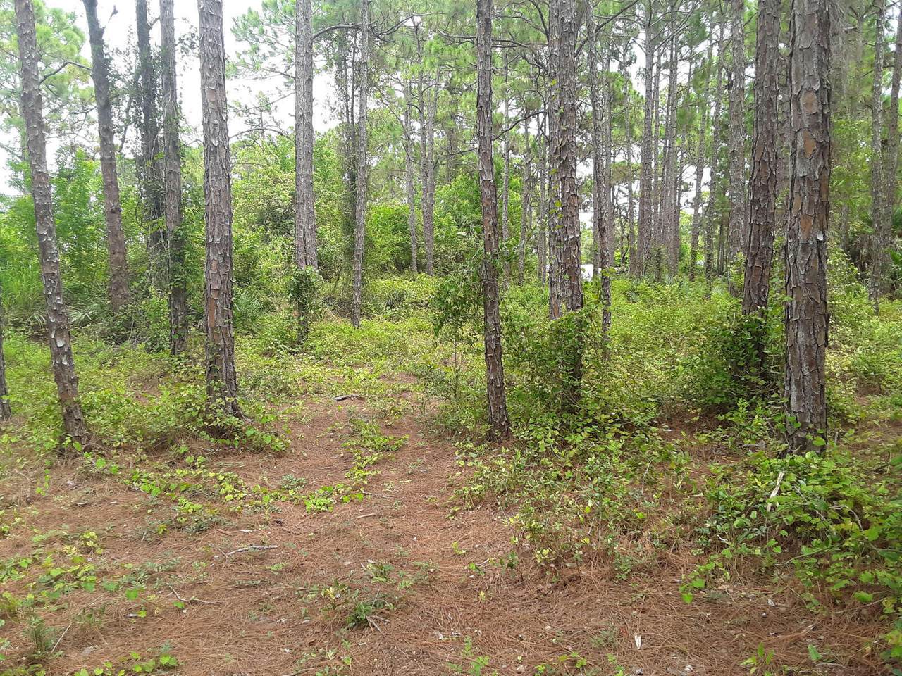 5200 Slash Pine Trail - Photo 1