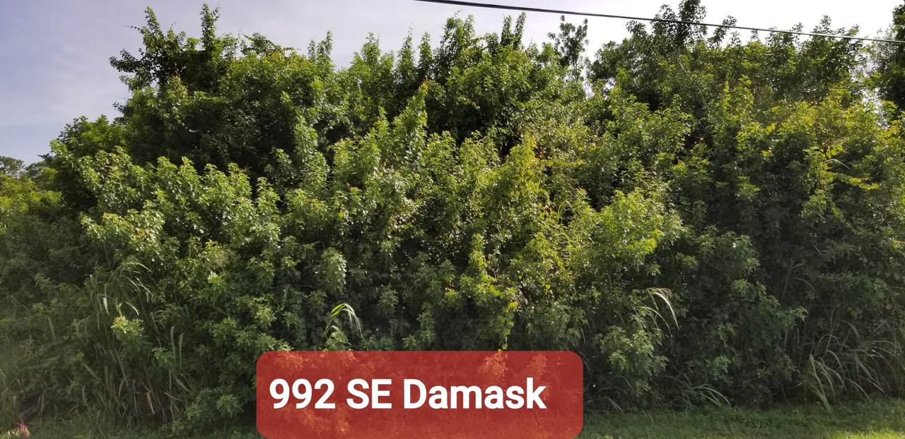 992 Damask Avenue - Photo 1