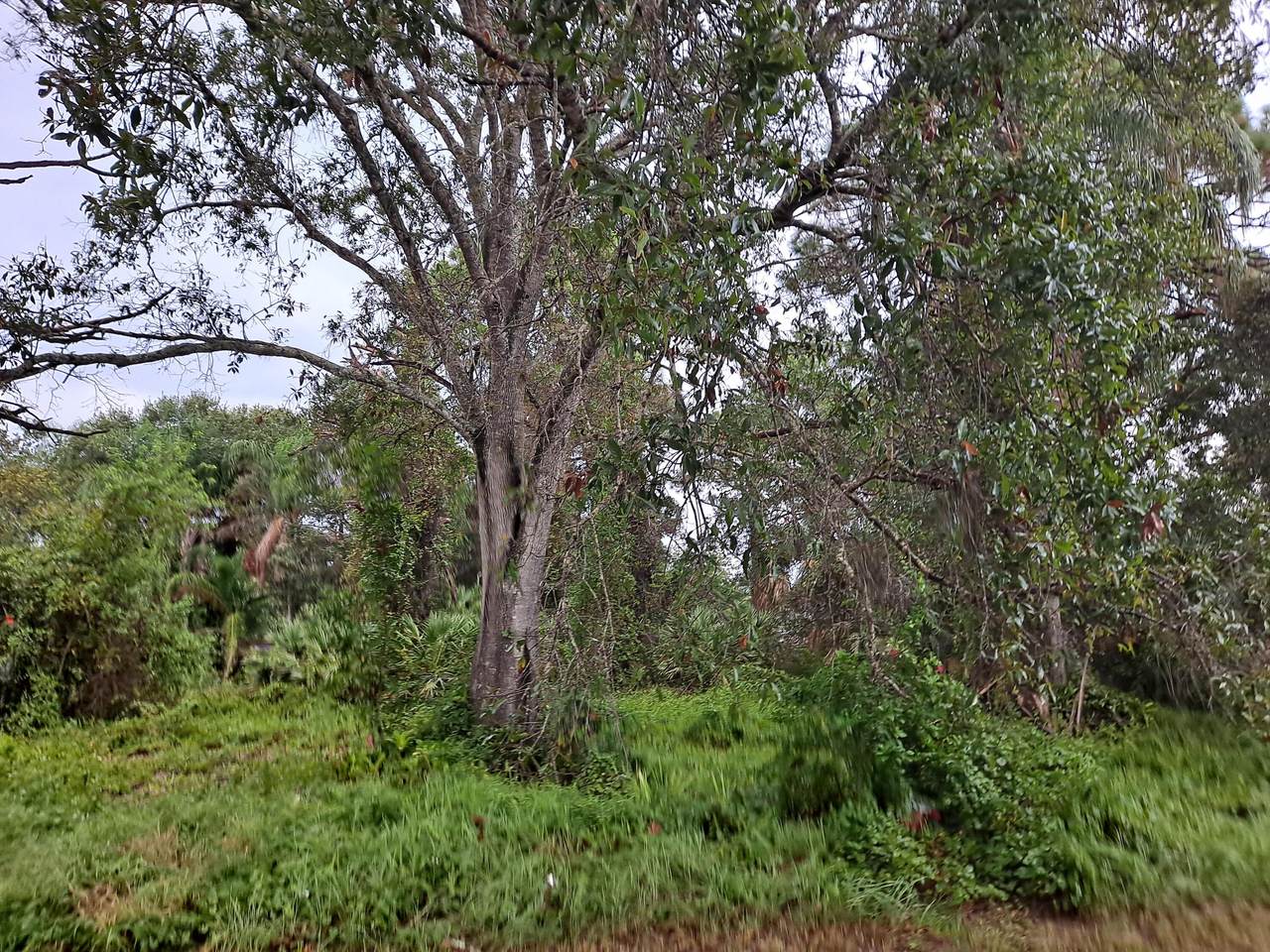 7802 Banyan Street - Photo 1