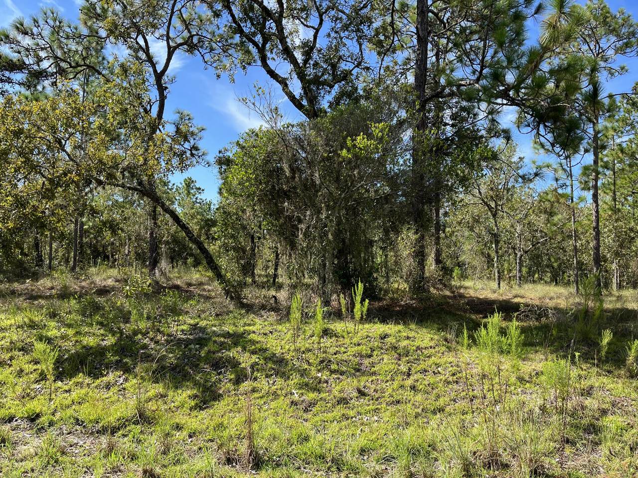 Tbd Water Oak Avenue - Photo 1
