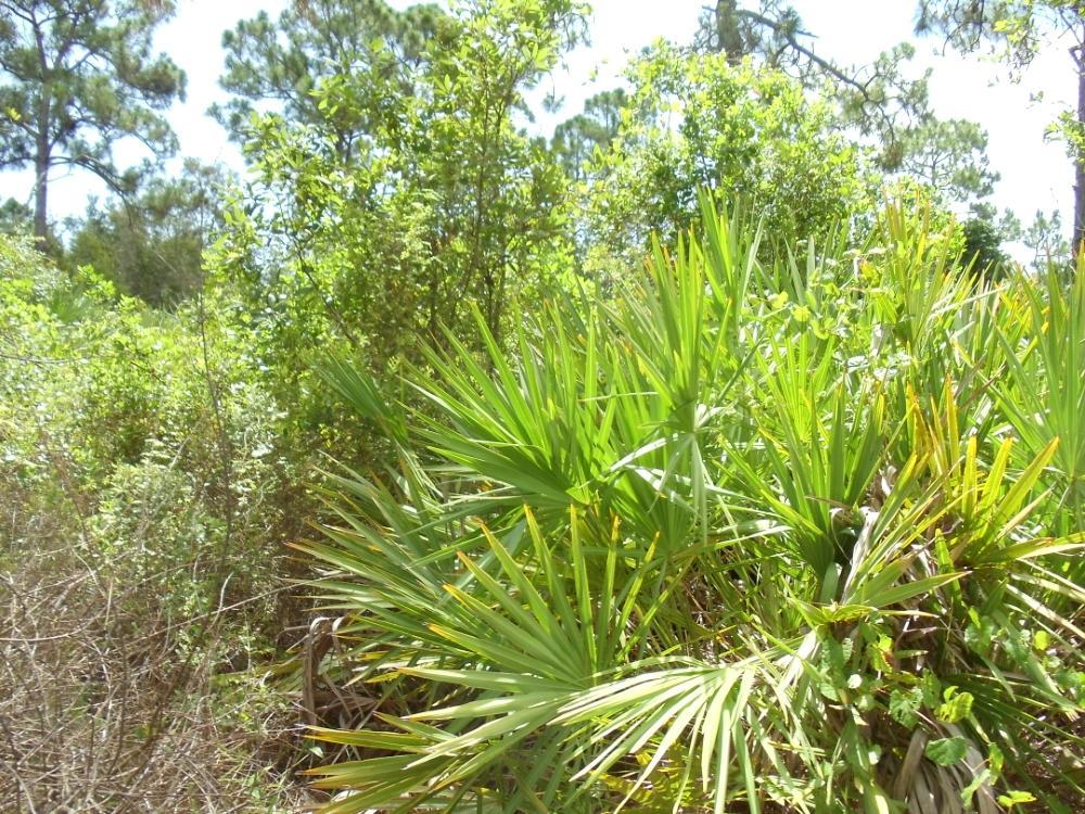 Tba Slash Pine Trail - Photo 1