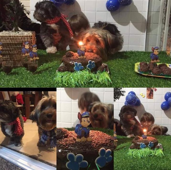 Dog Hotel Day Care And Groomer - Photo 1