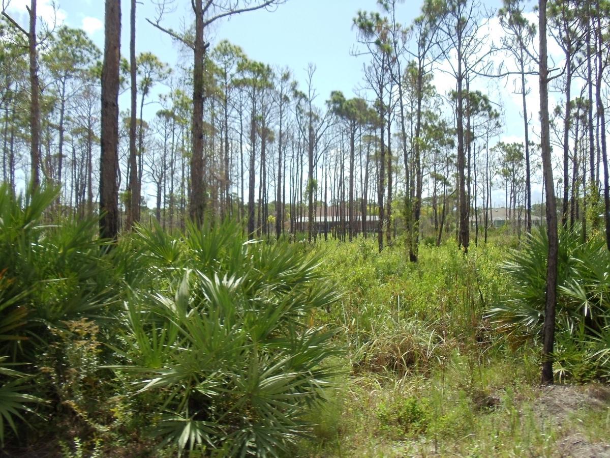 Tbd Tree Top Trail - Photo 1