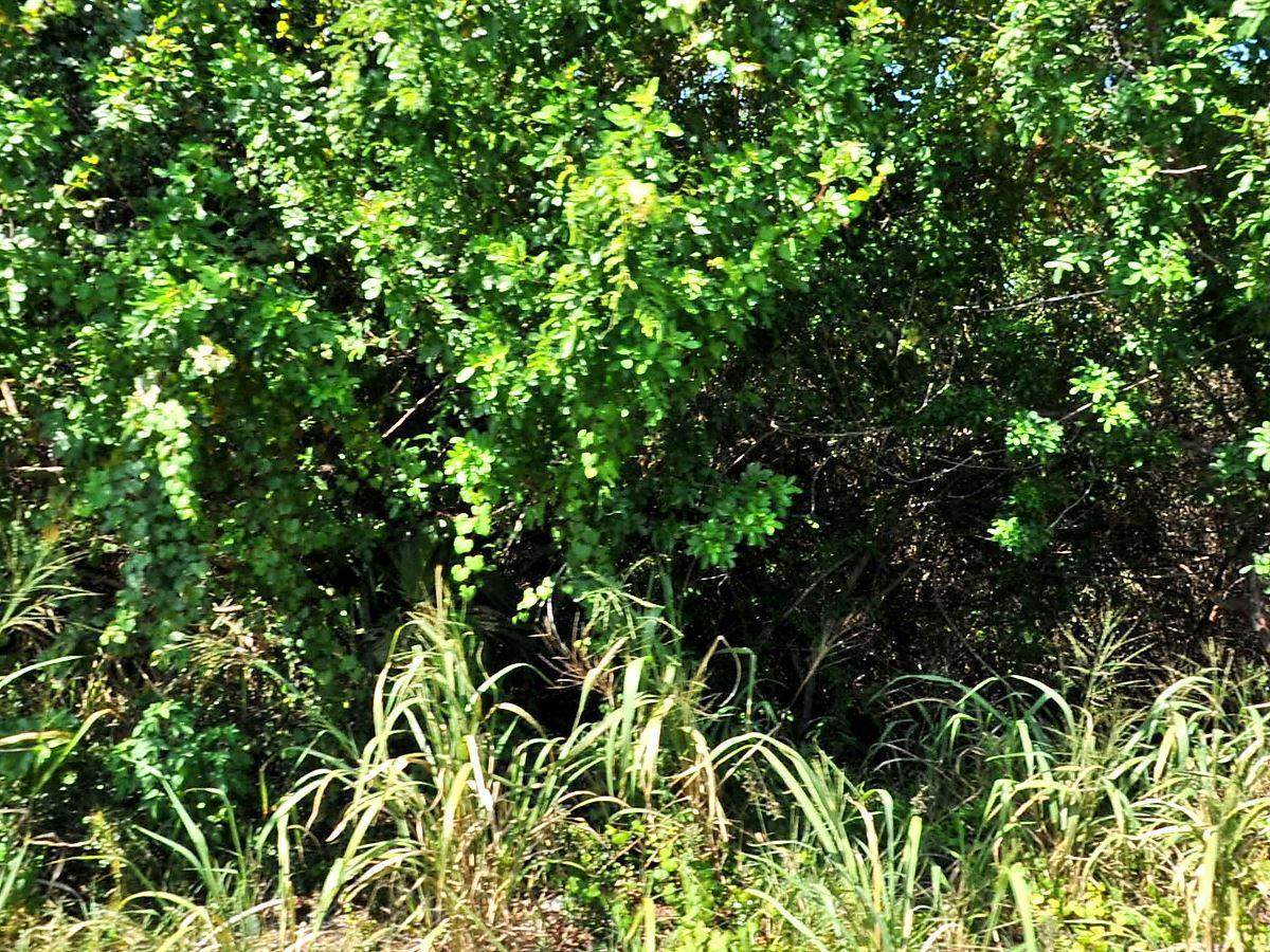 0 River Palm Drive - Photo 1