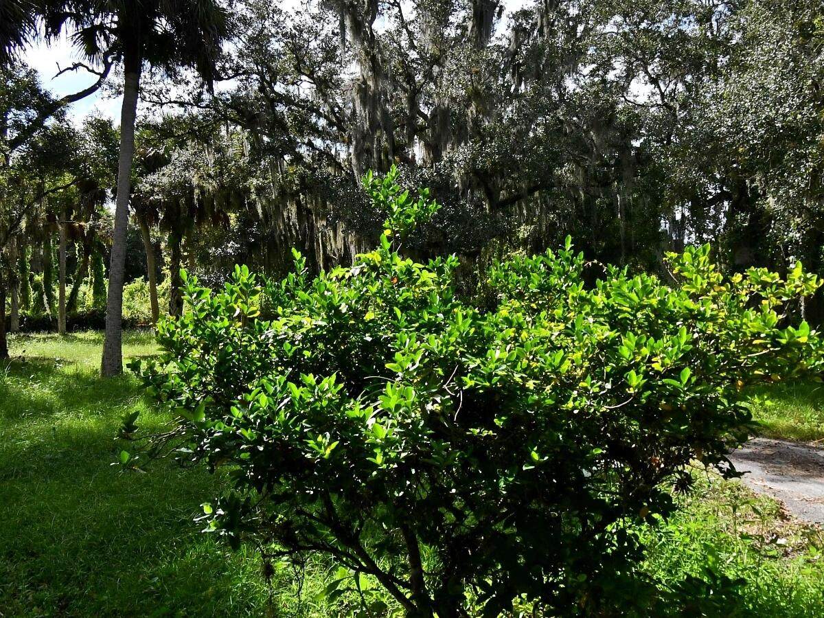 Tbd Citrus Avenue - Photo 1