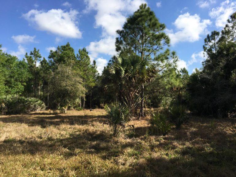 00 Old Ffa Road - Photo 1