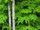 0 Co Road 24- Lot 14 - Photo 4