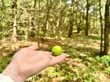 Lot 48 Oak Ledge Drive - Photo 15