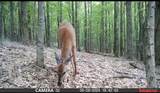 0 Lyons Hollow Road - Photo 12