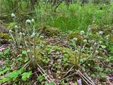 Lot 6.2 Launt Hollow Road - Photo 27
