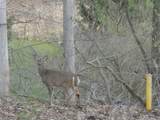  Pinegrove Avenue - Photo 9