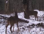  Gregory Hollow Road - Photo 12