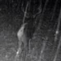  Gregory Hollow Road - Photo 17