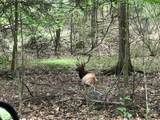 302 Jakes Ln./Mason Hill Rd. - Photo 44