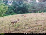 7960 Rt-415 - Photo 30