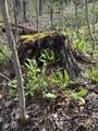 Bramley Mountain Road - Photo 16