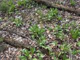  Bramley Mountain Road - Photo 8