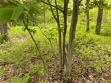  White Road - Photo 10