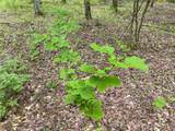 White Road - Photo 16