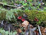  White Road - Photo 26