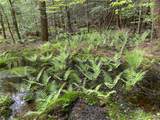  White Road - Photo 19