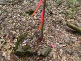  White Road - Photo 44