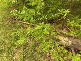  White Road - Photo 46