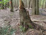  White Road - Photo 7