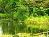 1276 County Route 121 - Photo 5