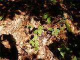 0 Starks Road - Photo 6