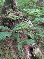  Creek Road - Photo 16