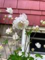 803 Main Street - Photo 33