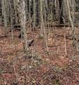 0 Schlafer Road - Photo 4