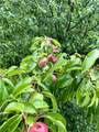 8015 Herder Road - Photo 41