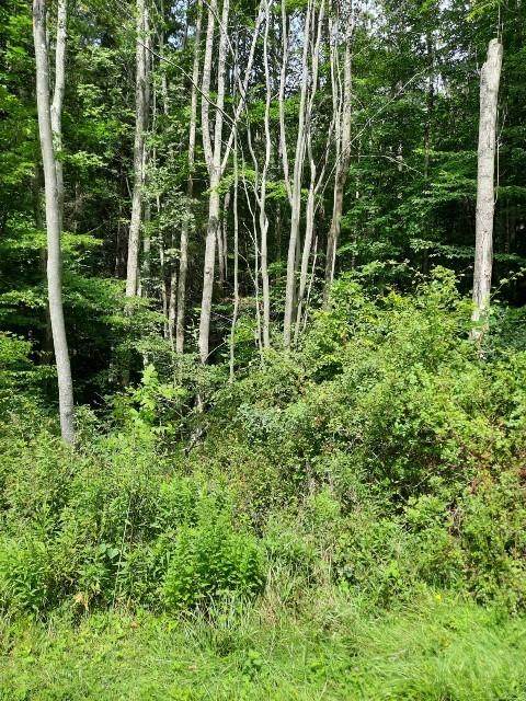 00 Laurel Lane - Photo 1