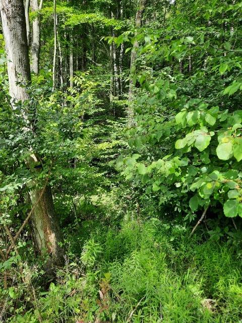 00 Laurel Lane - Photo 1