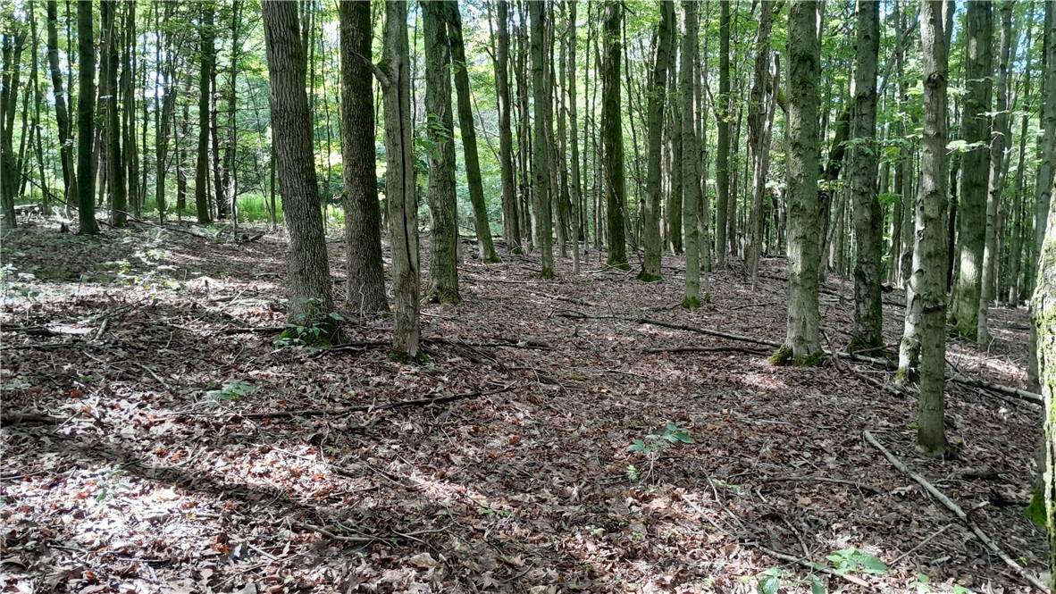 0 Lyons Hollow Road - Photo 1
