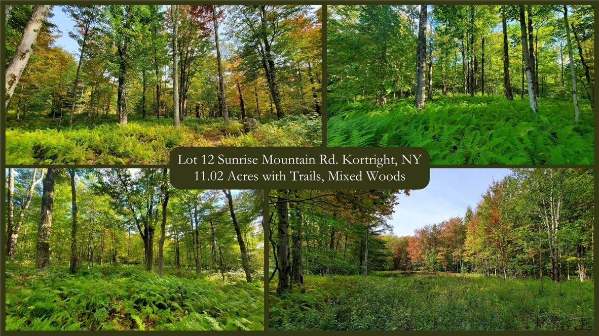 Lot 12 Sunrise Mt Road - Photo 1