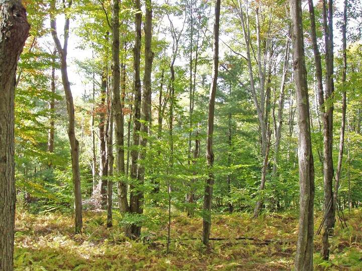 Lot #28 Timberland Drive - Photo 1