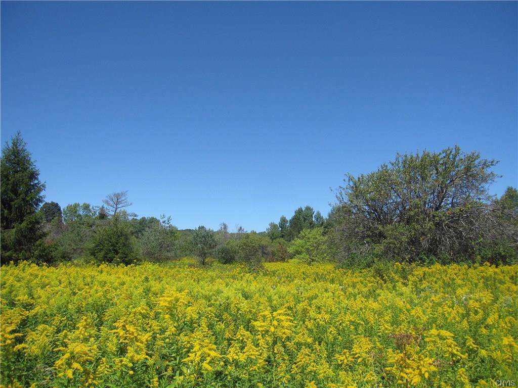 12 Acres Satterly Road - Photo 1