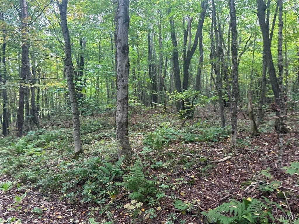 Lot 1 Bice Road - Photo 1
