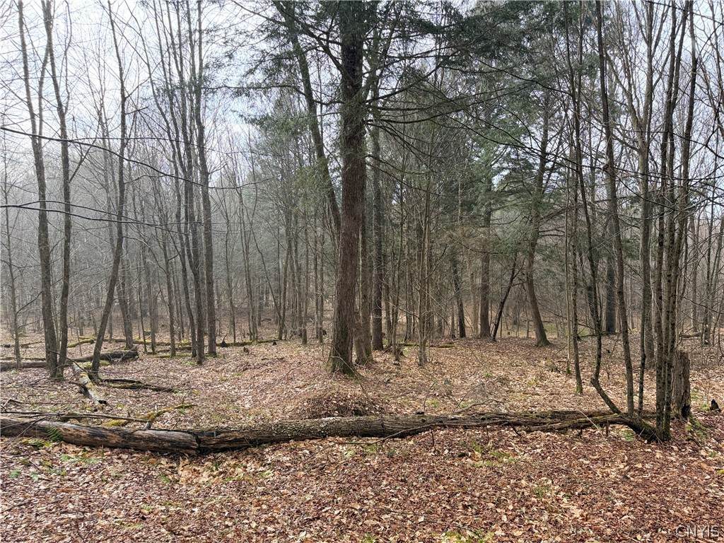  Solitude Forest Drive - Photo 1