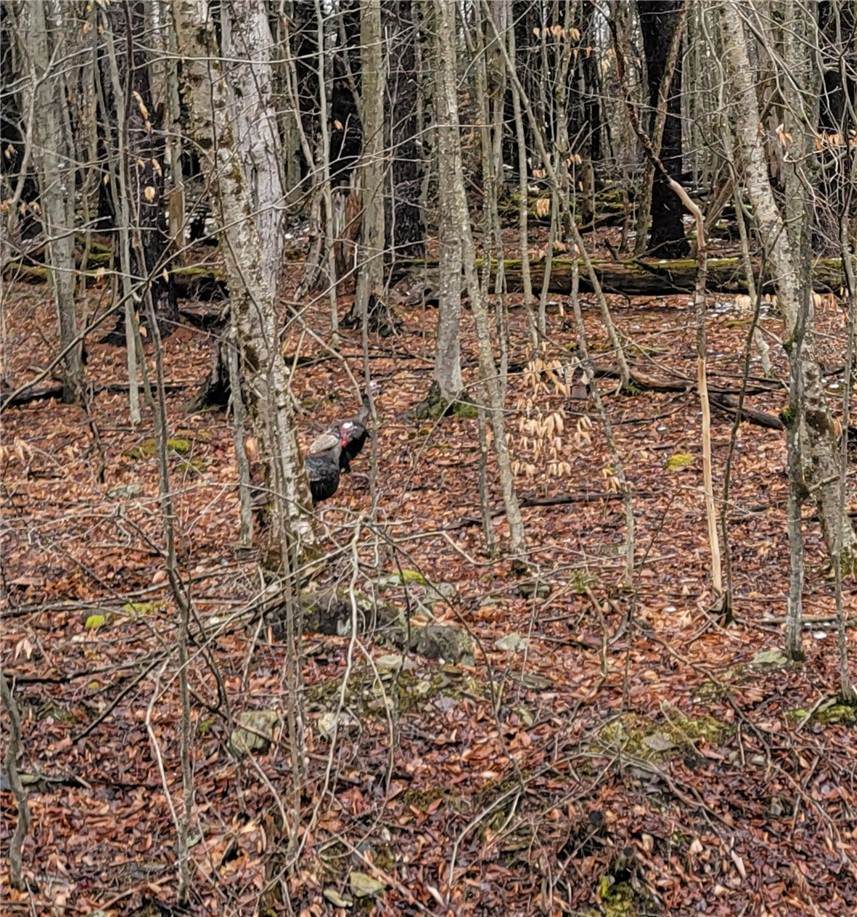 https://bt-photos.global.ssl.fastly.net/rochester/orig_boomver_2_R1669058-2.jpg