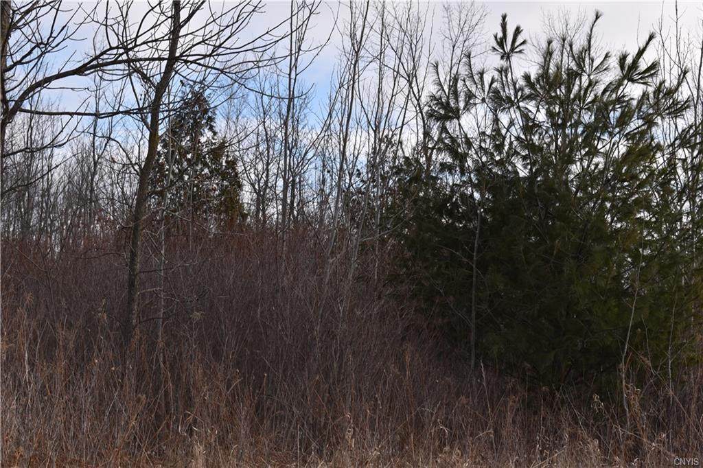 0 Scotch Bush Rd. - Photo 1