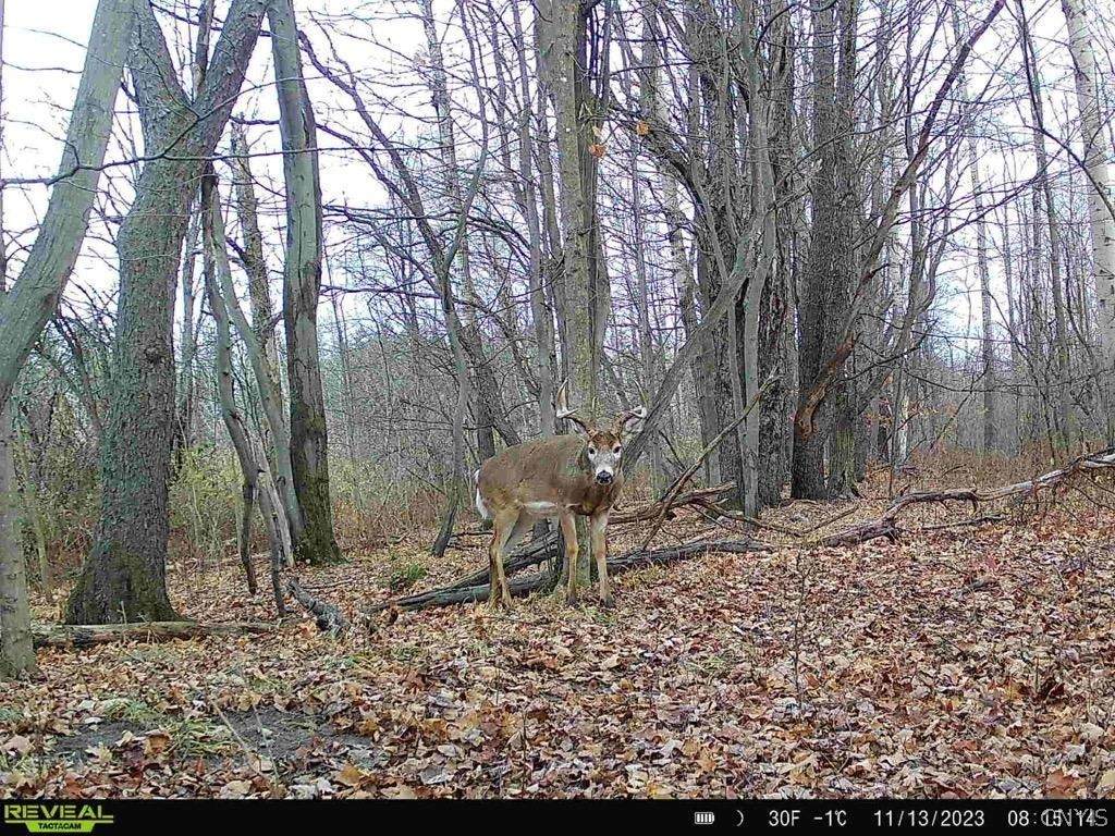 https://bt-photos.global.ssl.fastly.net/rochester/1280_boomver_2_S1669395-2.jpg