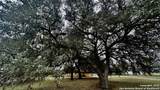 000 Tawny Oak - Photo 6